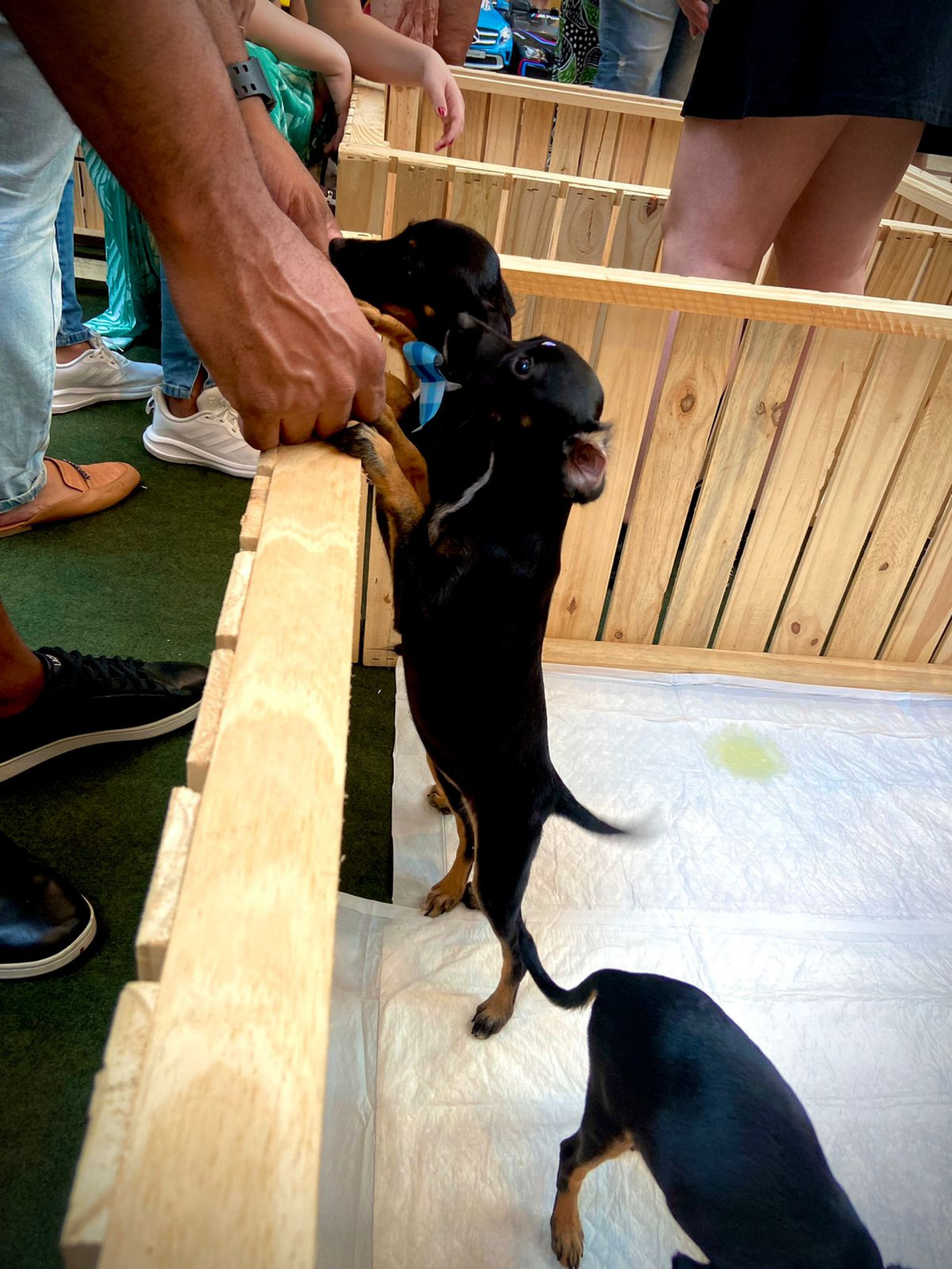 Feira de ado&ccedil;&atilde;o de c&atilde;es e gatos &eacute; realizada em Meriti