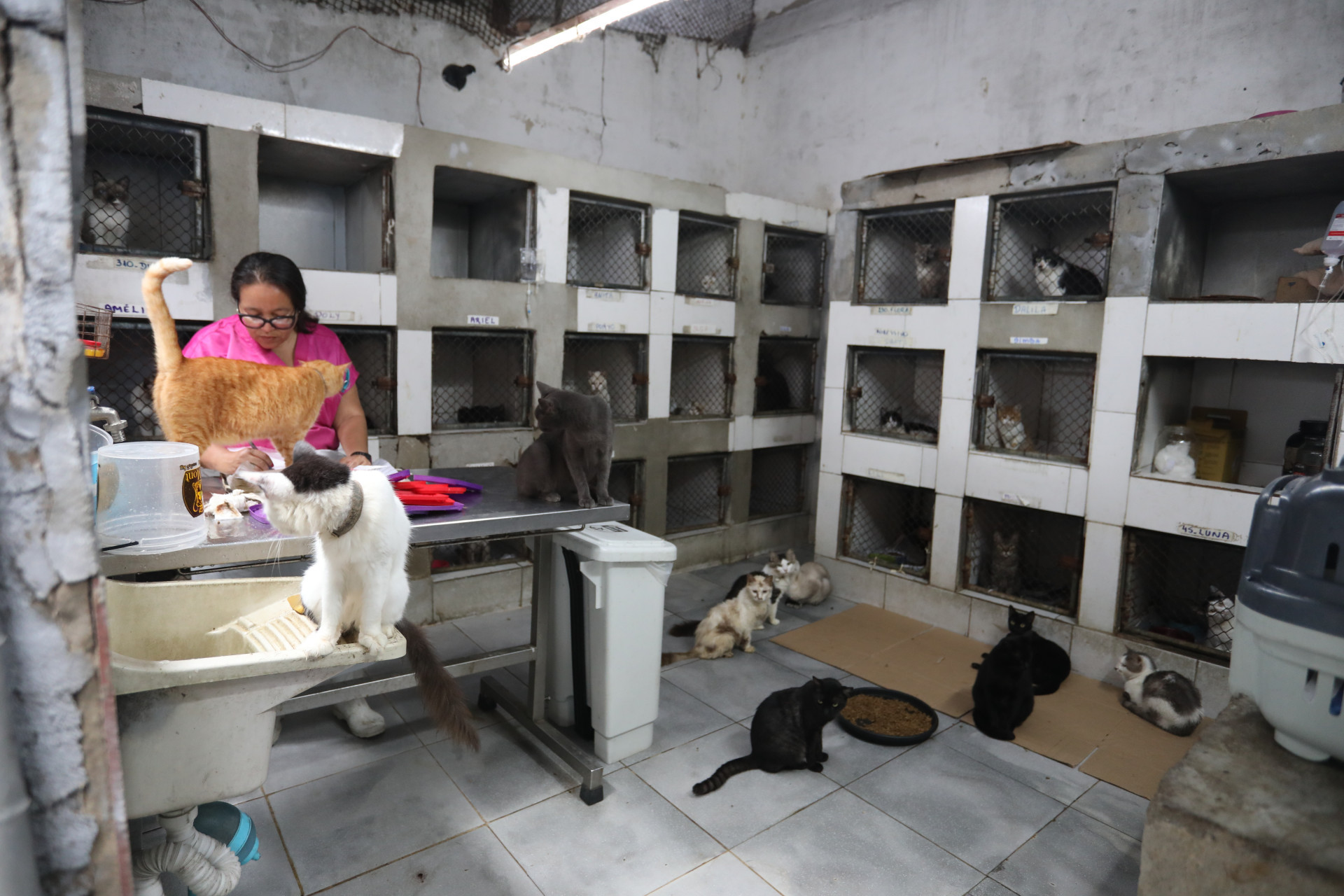 Suipa completa 80 anos e luta para sobreviver em meio as d&iacute;vidas - Pedro Ivo/ Ag&ecirc;ncia O Dia