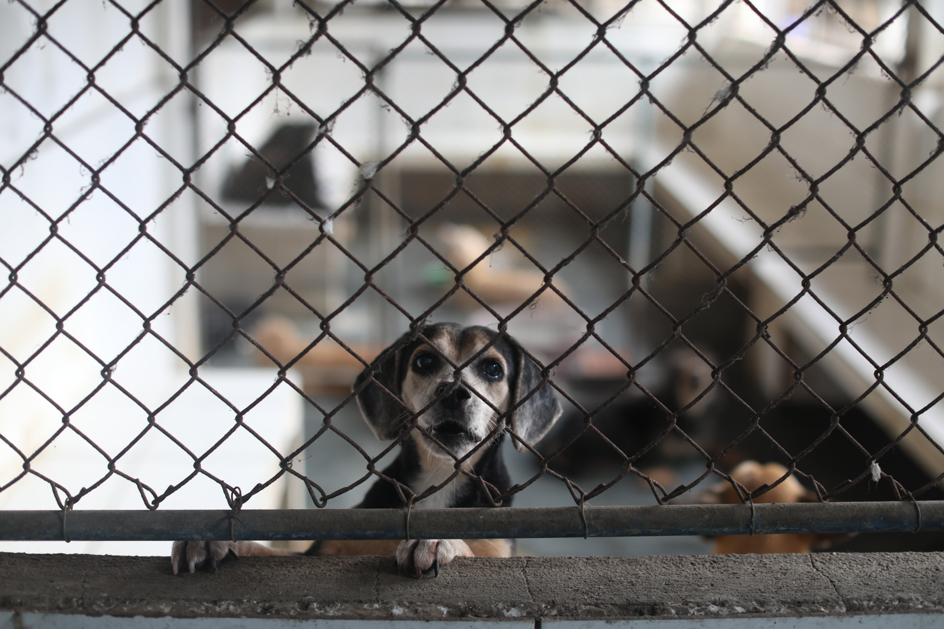 Suipa completa 80 anos e luta para sobreviver em meio as d&iacute;vidas - Pedro Ivo/ Ag&ecirc;ncia O Dia