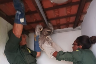 Coordenadoria Ambiental da GM reintegra bicho-preguiça à natureza