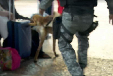 Cão farejador da PM faz xixi em bagagem de passageiro em rodoviária do Rio
