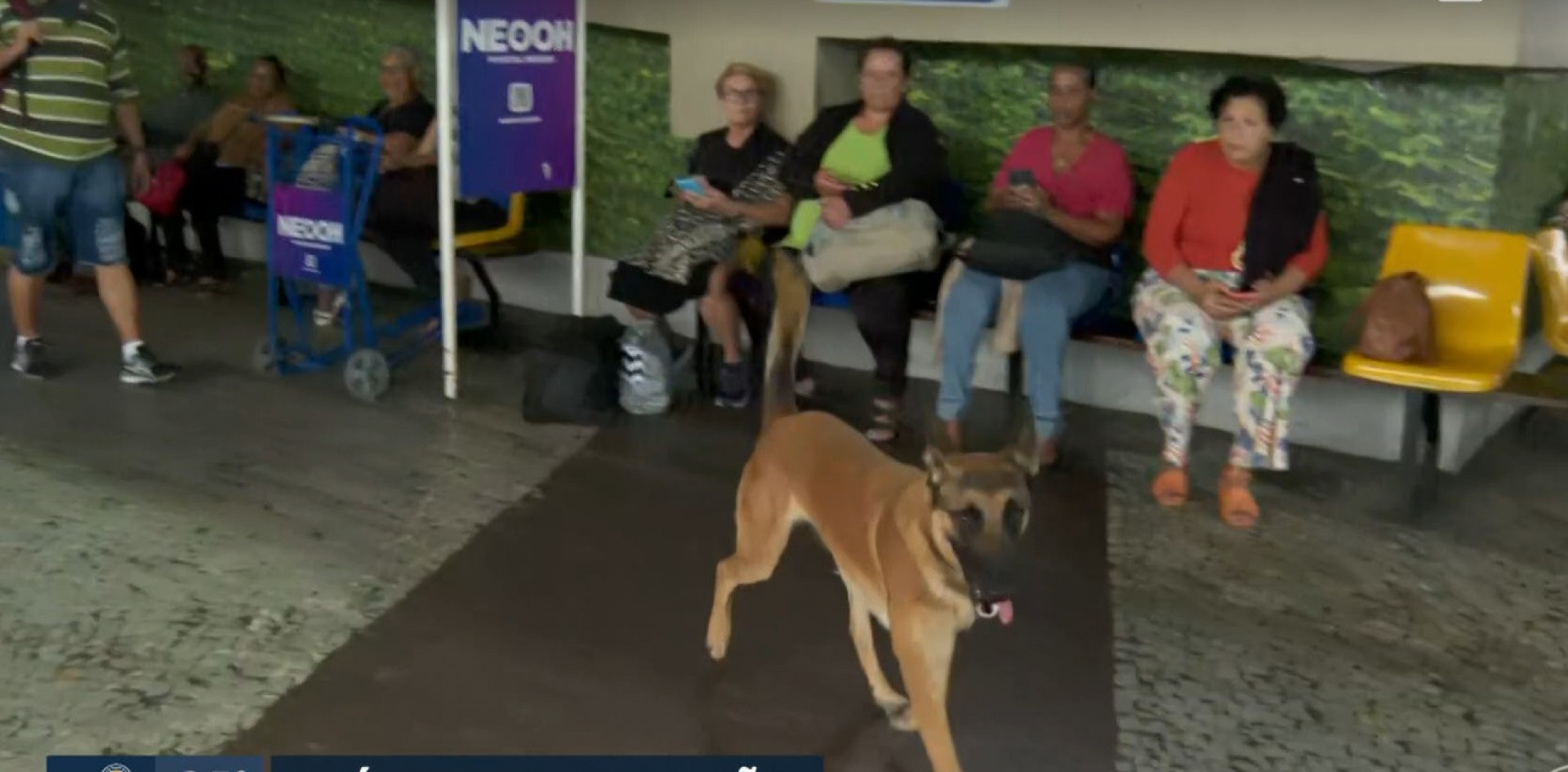 Cachorro da PM ajuda em buscas de algo ilícito na rodoviária do Centro do Rio - Reprodução de vídeo / TV Globo