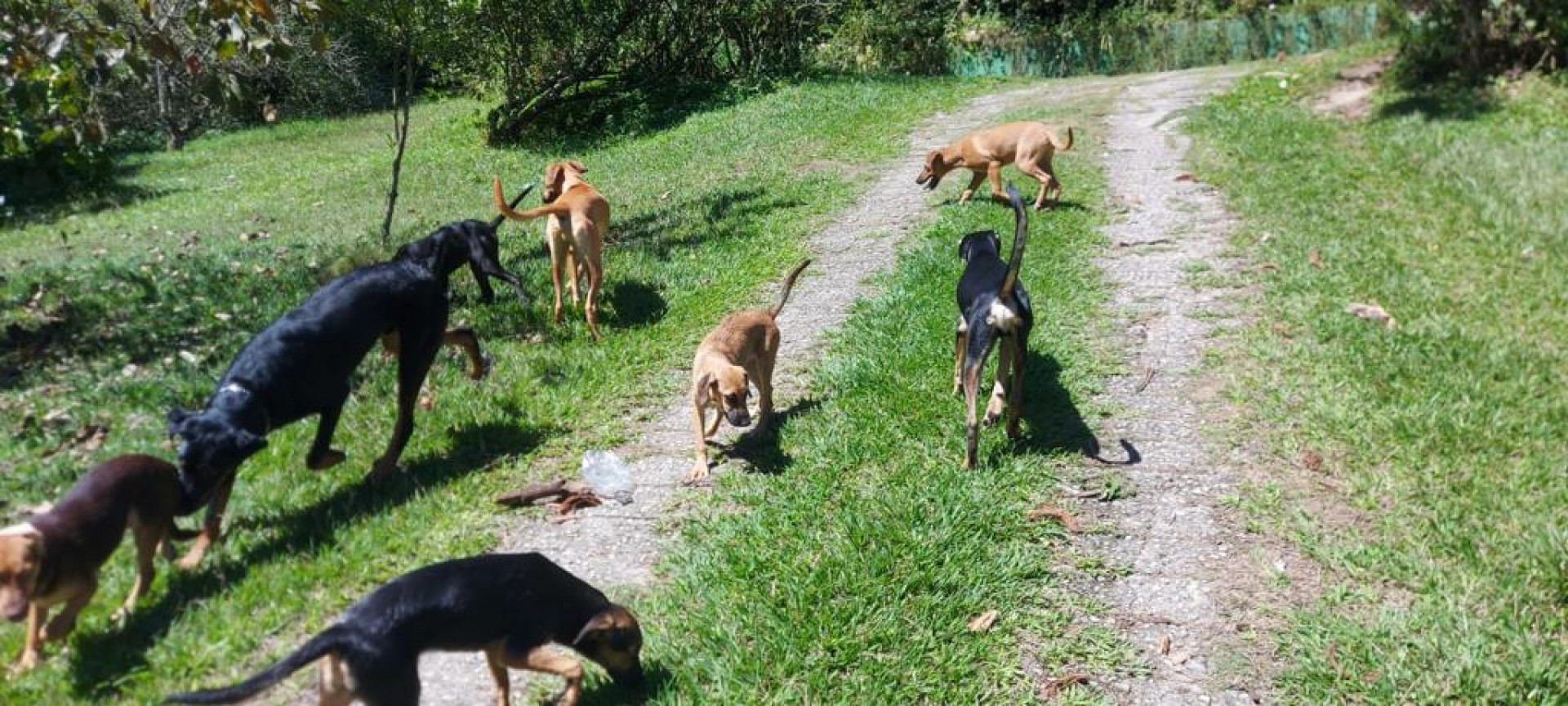 Prefeitura de Saquarema realiza a primeira edição da campanha de adoção de animais domésticos - Divulgação/Prefeitura de Saquarema