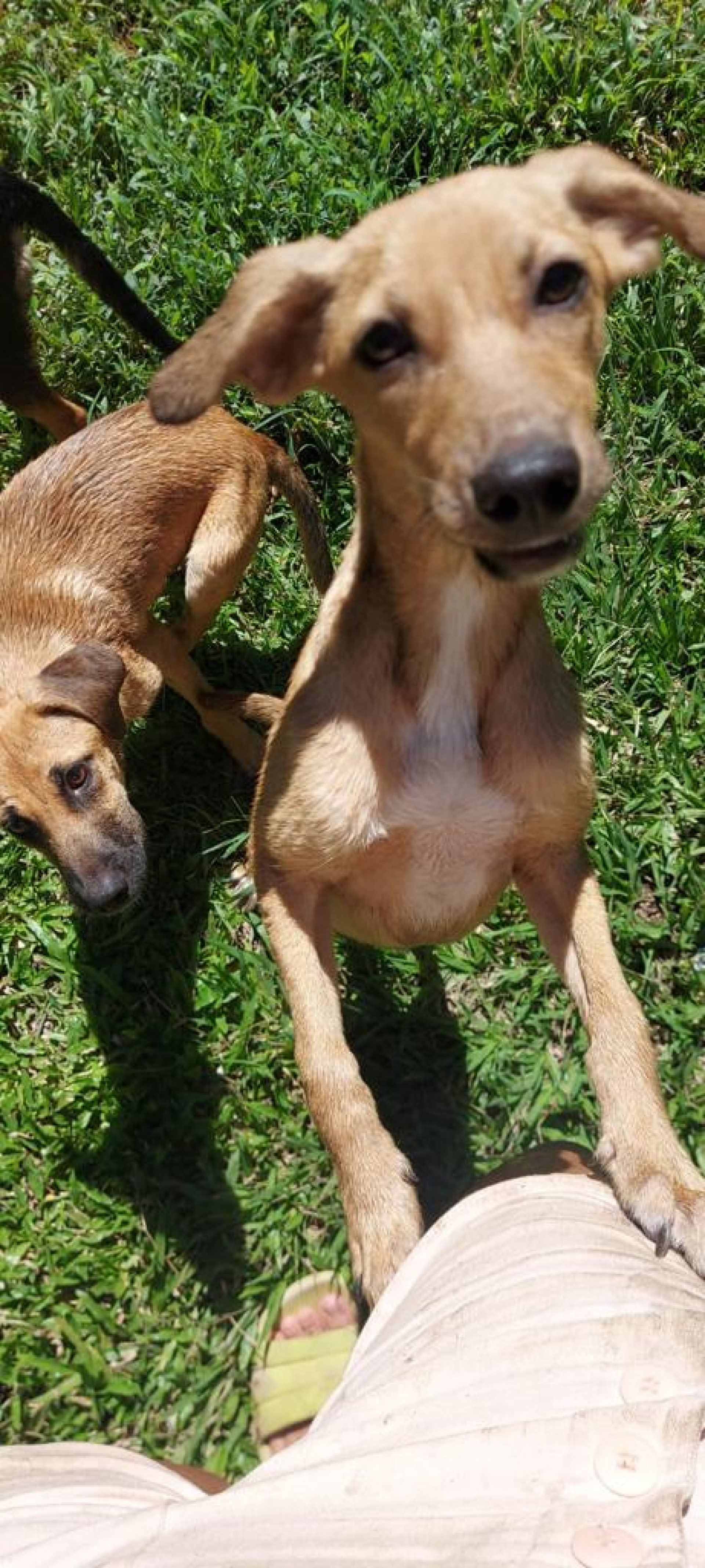 Prefeitura de Saquarema realiza a primeira edição da campanha de adoção de animais domésticos - Divulgação/Prefeitura de Saquarema