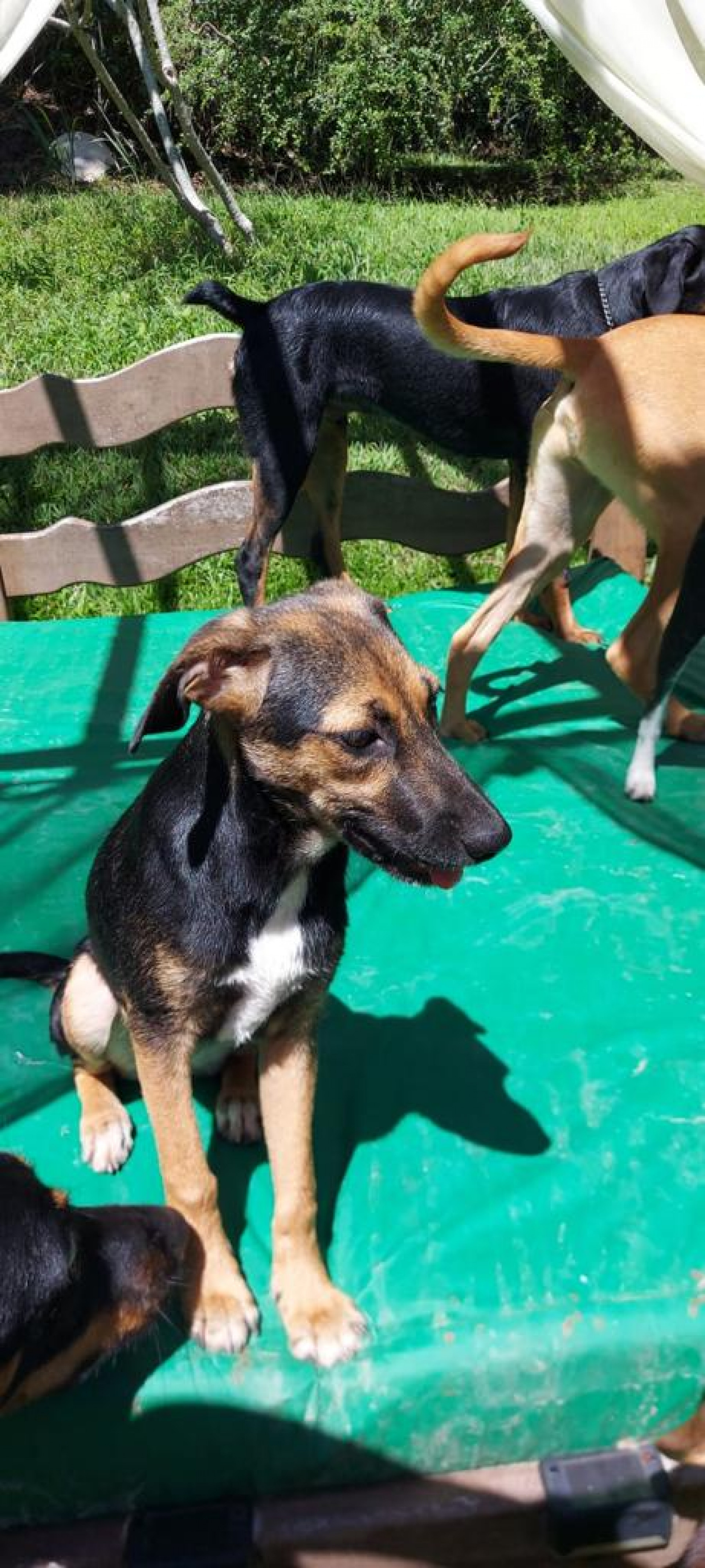 Prefeitura de Saquarema realiza a primeira edição da campanha de adoção de animais domésticos - Divulgação/Prefeitura de Saquarema