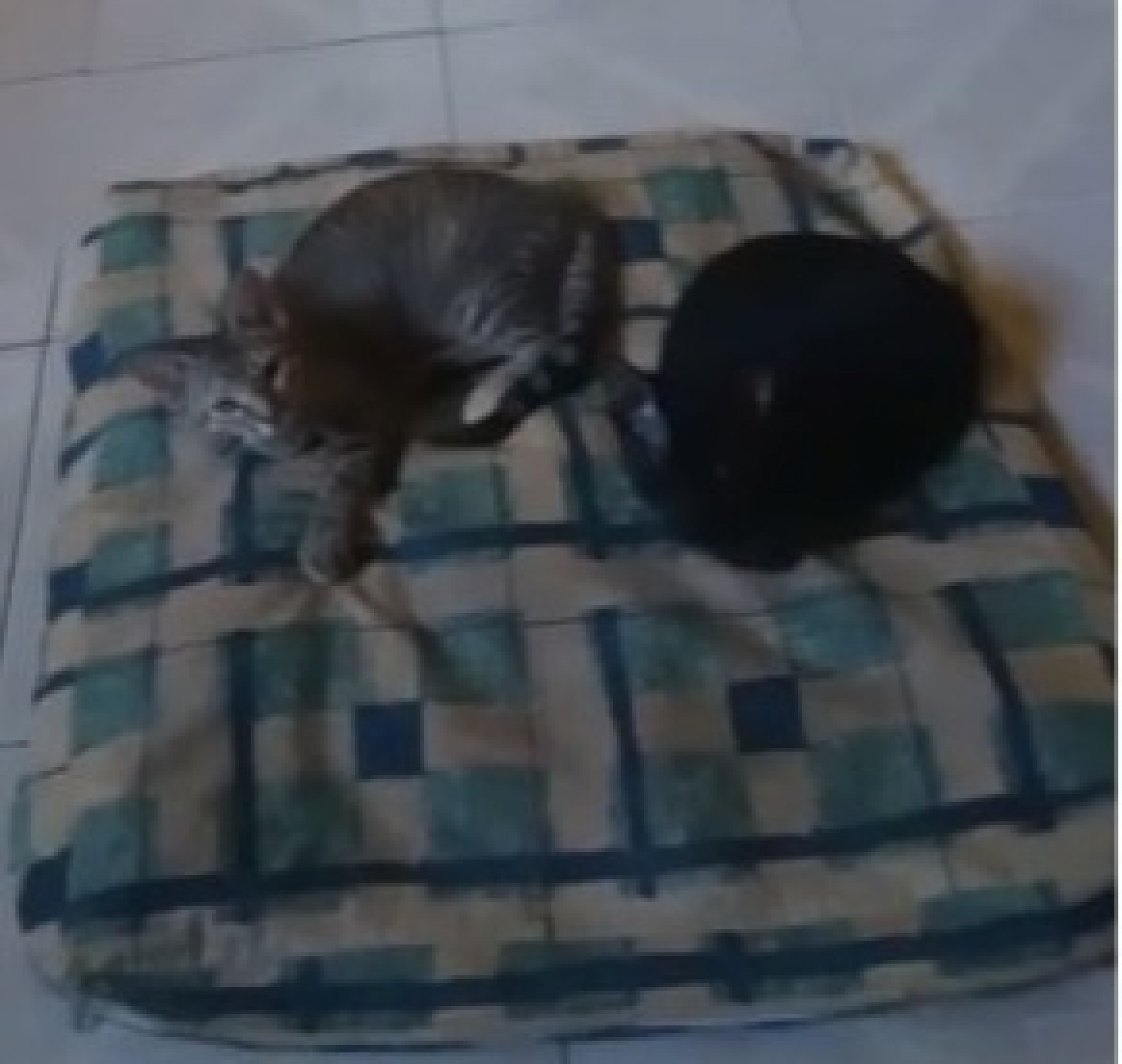 Prefeitura de Saquarema realiza a primeira edição da campanha de adoção de animais domésticos - Divulgação/Prefeitura de Saquarema