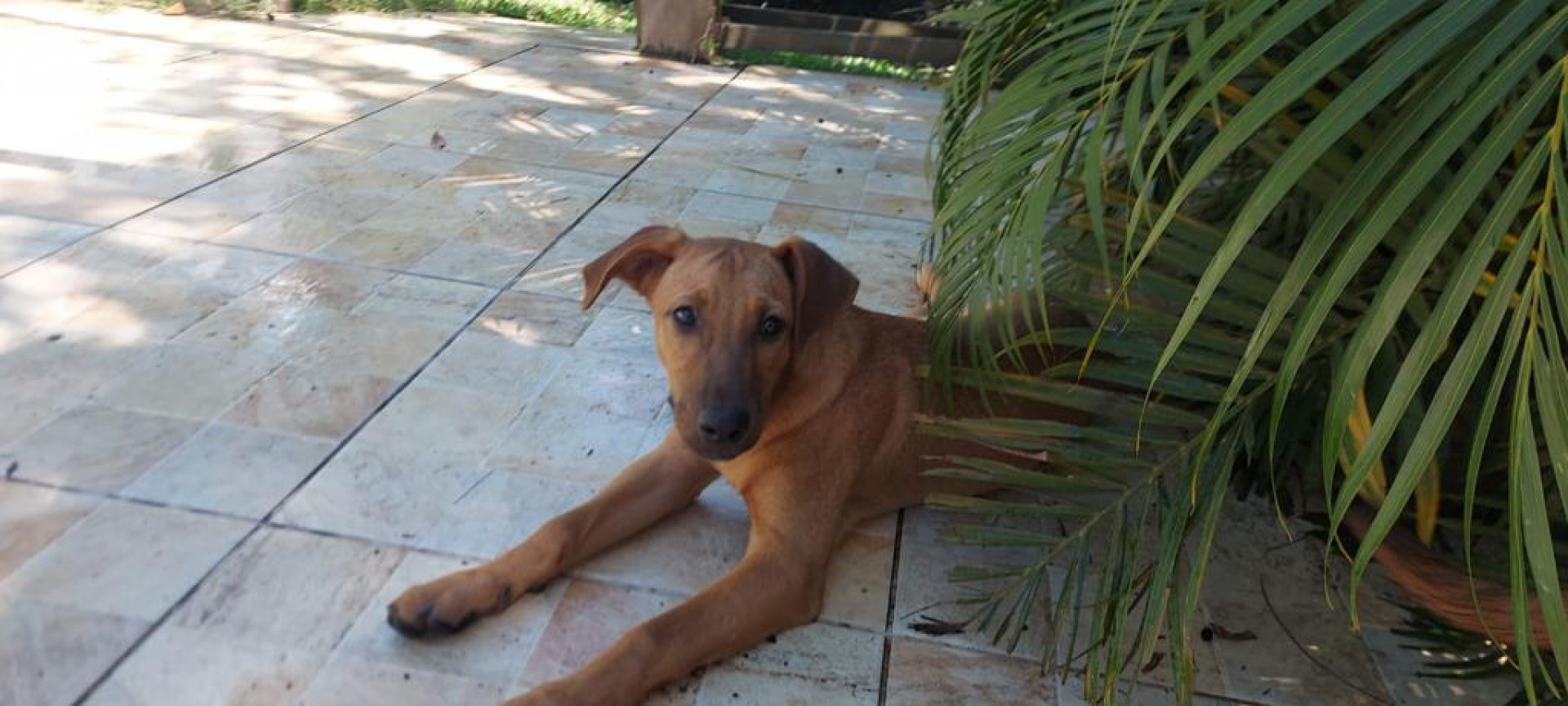 Prefeitura de Saquarema realiza a primeira edição da campanha de adoção de animais domésticos - Divulgação/Prefeitura de Saquarema