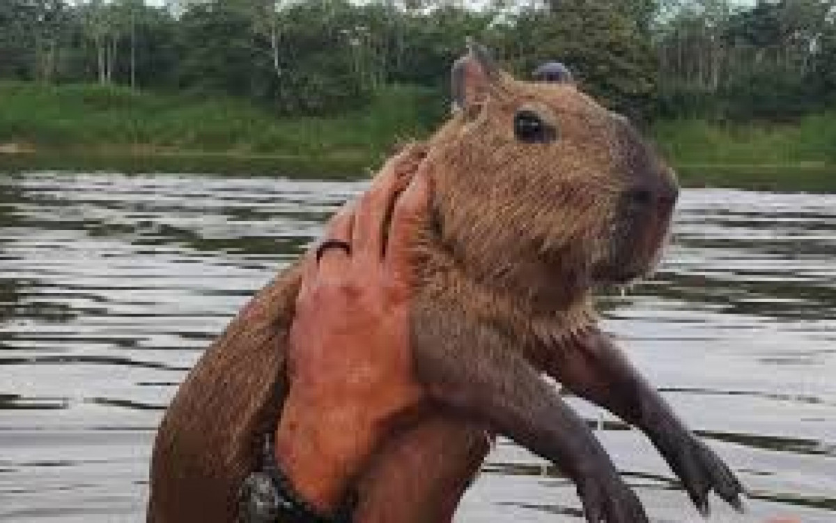 Capivara Filó e Agenor