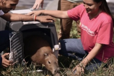 Capivara Filó é liberada pelo Ibama e devolvida a seu habitat natural