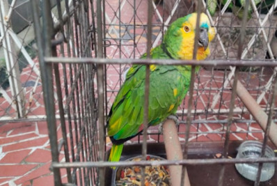 Papagaio é resgatado de cativeiro no Centro de Mesquita