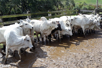 Pequenos criadores recebem vacinas para imunizar animais em campanha contra febre aftosa