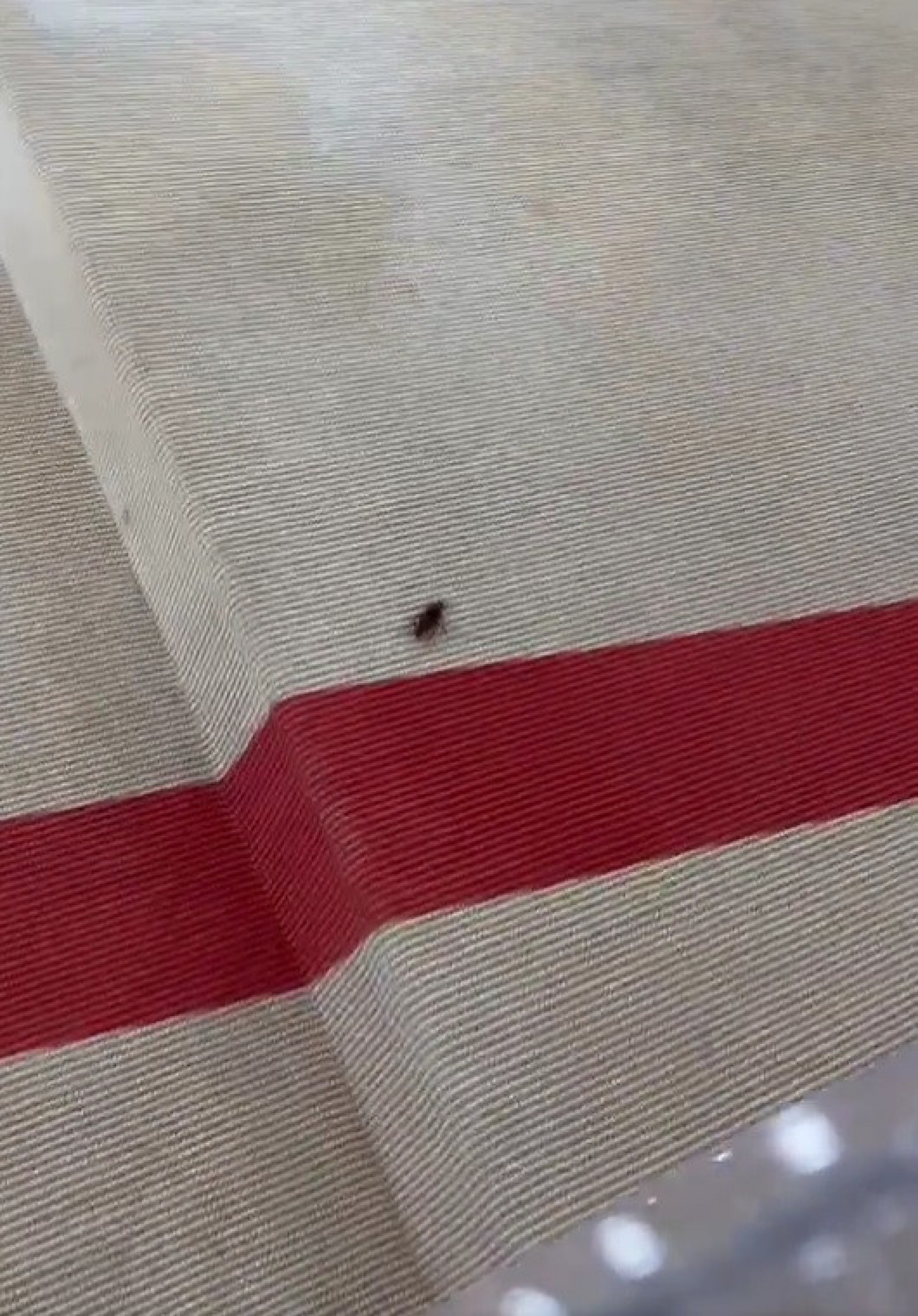 Barata chama a atenção no tapete vermelho do Met Gala - Reprodução de vídeo