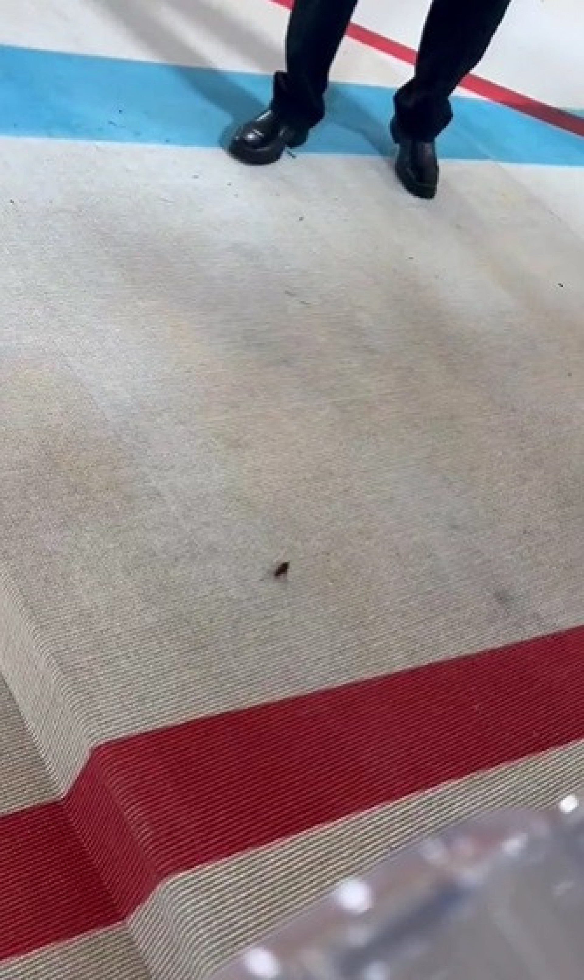 Barata chama a atenção no tapete vermelho do Met Gala - Reprodução de vídeo