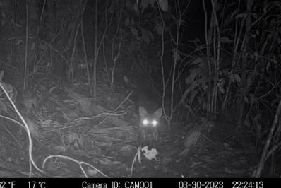 Câmeras especiais da Prefeitura registram duas espécies inéditas 