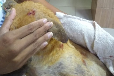 IMAGENS FORTES / Cadela morre após ser atacada por Pitbull em São Pedro da Aldeia