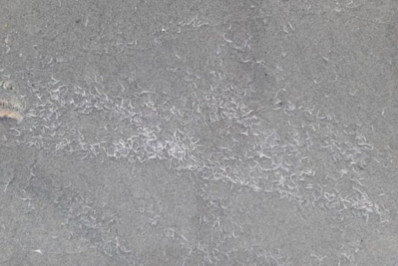 Filhotes de Camarão mortos em Paraty