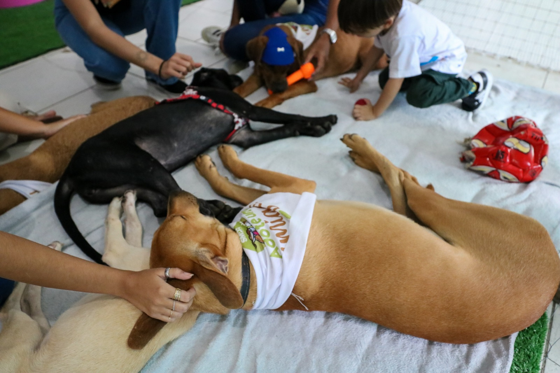 Prefeitura de Saquarema realiza primeira edição da campanha de adoção de animais domésticos no município - Divulgação/Prefeitura de Saquarema