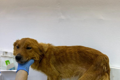 Dono de hotéis para pets é preso por maus-tratos em Arraial do Cabo