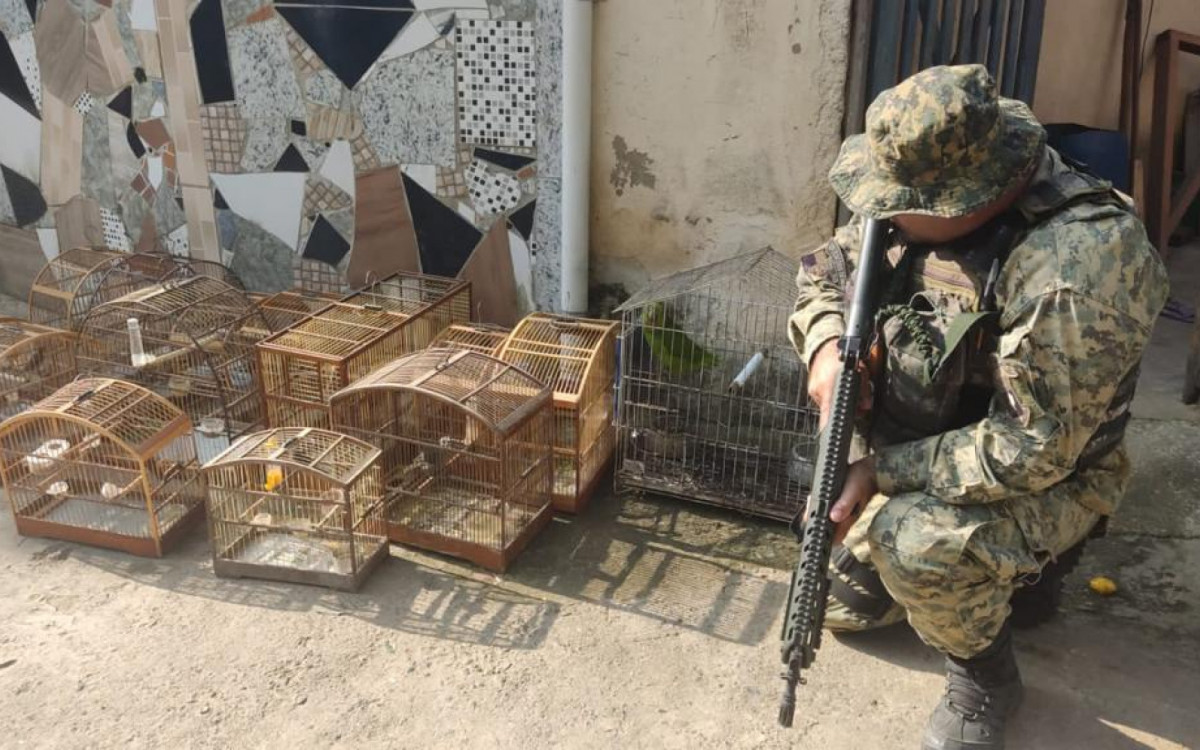 Em Conservat&oacute;ria, a PM prendeu uma pessoa e apreendeu 14 p&aacute;ssaros silvestres