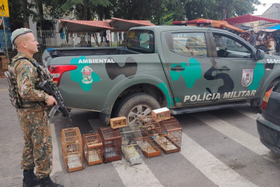 PM apreende mais de 20 pássaros em ações contra venda ilegal de animais silvestres 