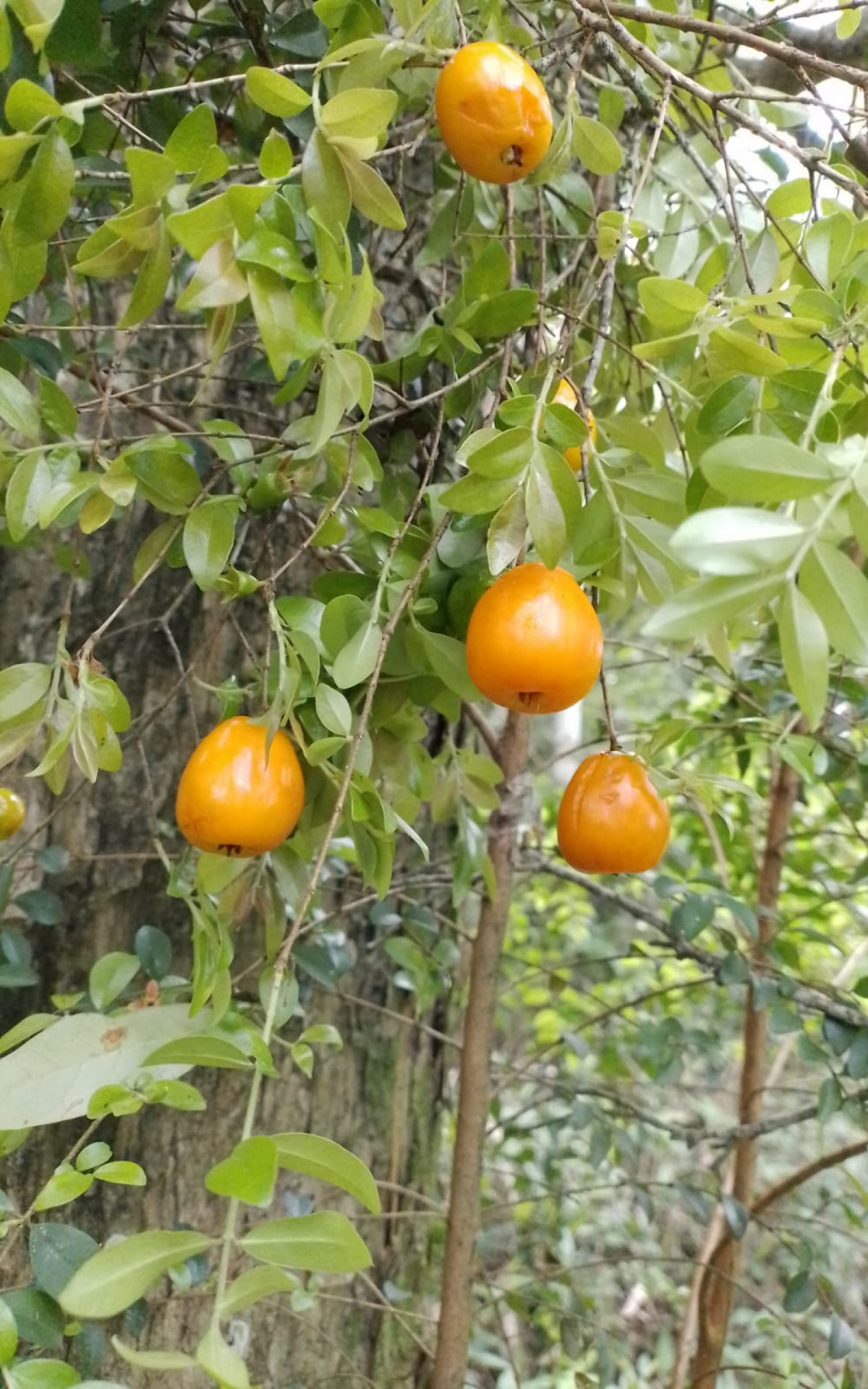 Apesar de amea&ccedil;adas de extin&ccedil;&atilde;o, descoberta &eacute; comemorada pelos cientistas - Divulga&ccedil;&atilde;o/Jardim Bot&acirc;nico do Rio de Janeiro