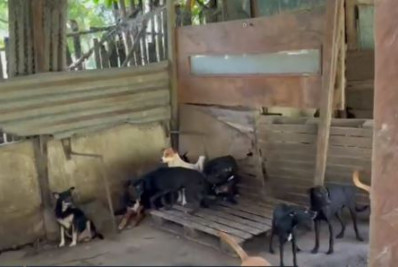 Homem é preso em flagrante por maus-tratos de animais em Mesquita