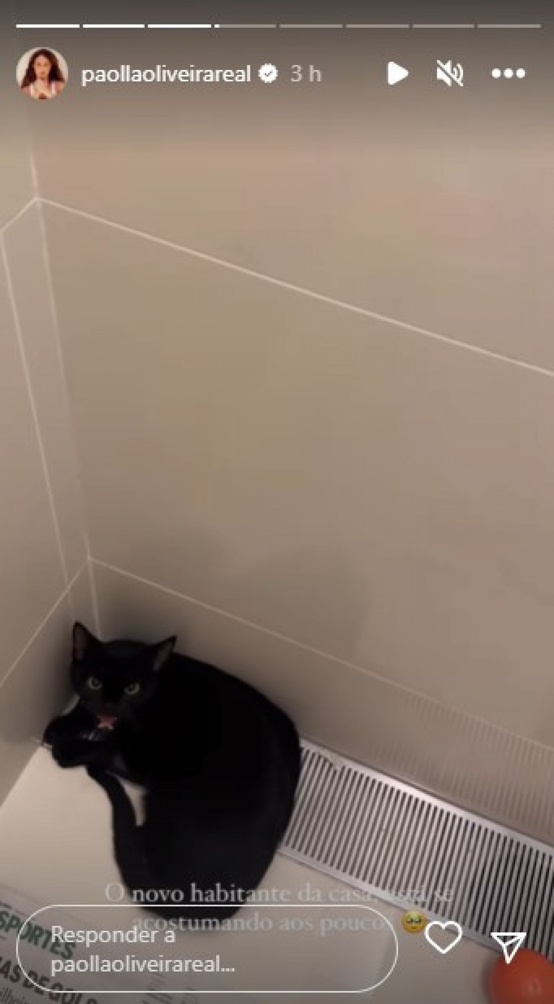 O animalzinho de Paolla Oliveira foi resgatado e ganhou um novo lar - Reprodução/Instagram