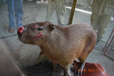 Prefeitura de Caxias realiza resgate de animal acidentado