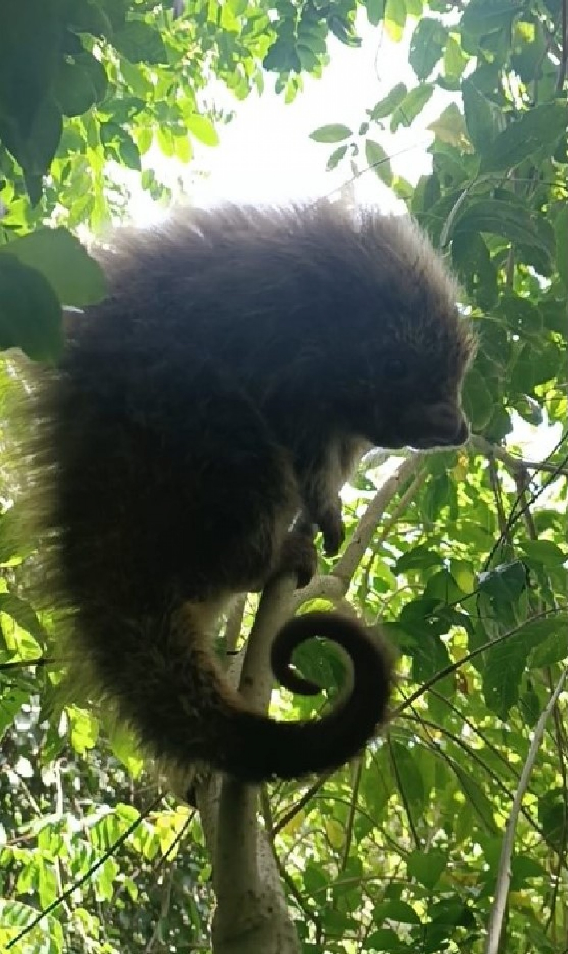 Guarda ambiental de Saquarema realiza diversos resgates no início da semana - Divulgação/Prefeitura de Saquarema