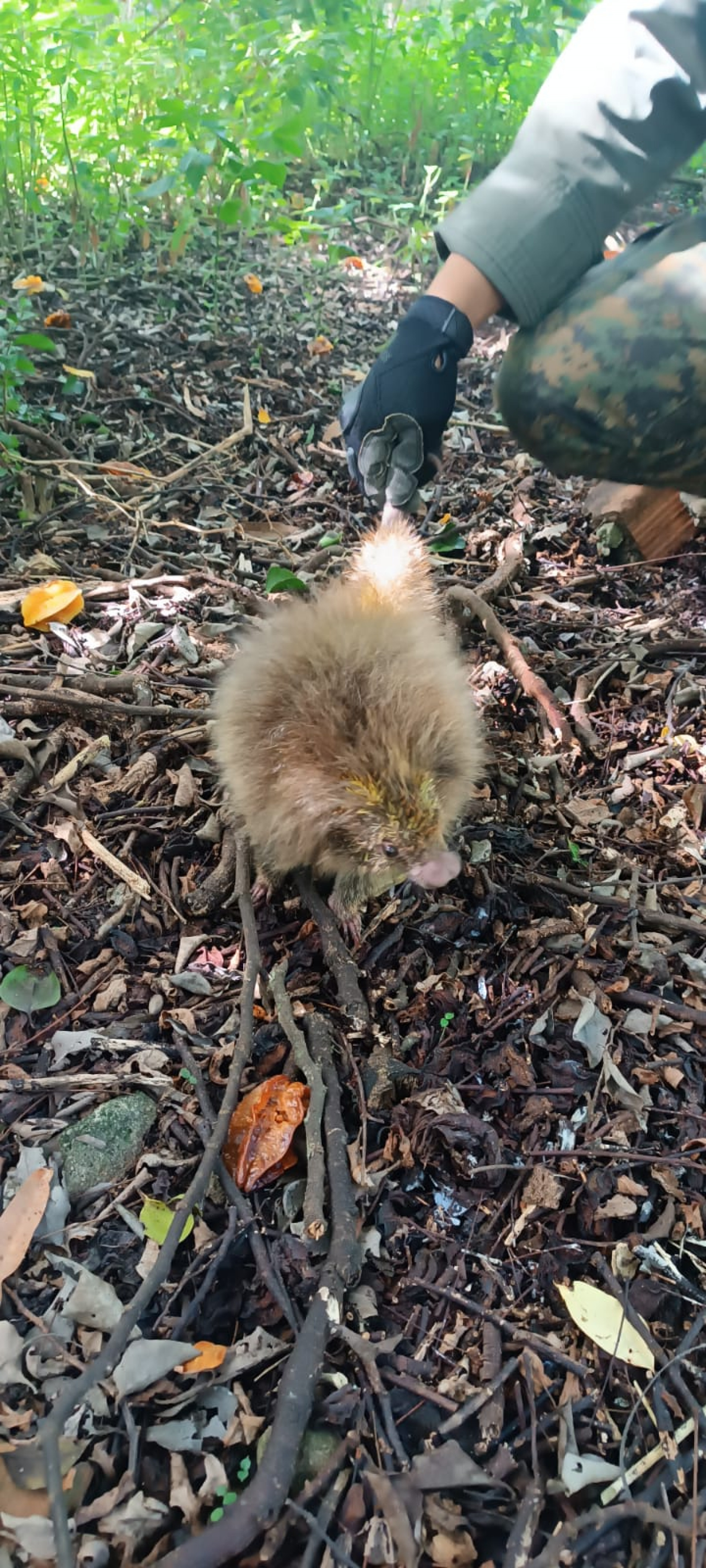 Guarda ambiental de Saquarema realiza diversos resgates no início da semana - Divulgação/Prefeitura de Saquarema