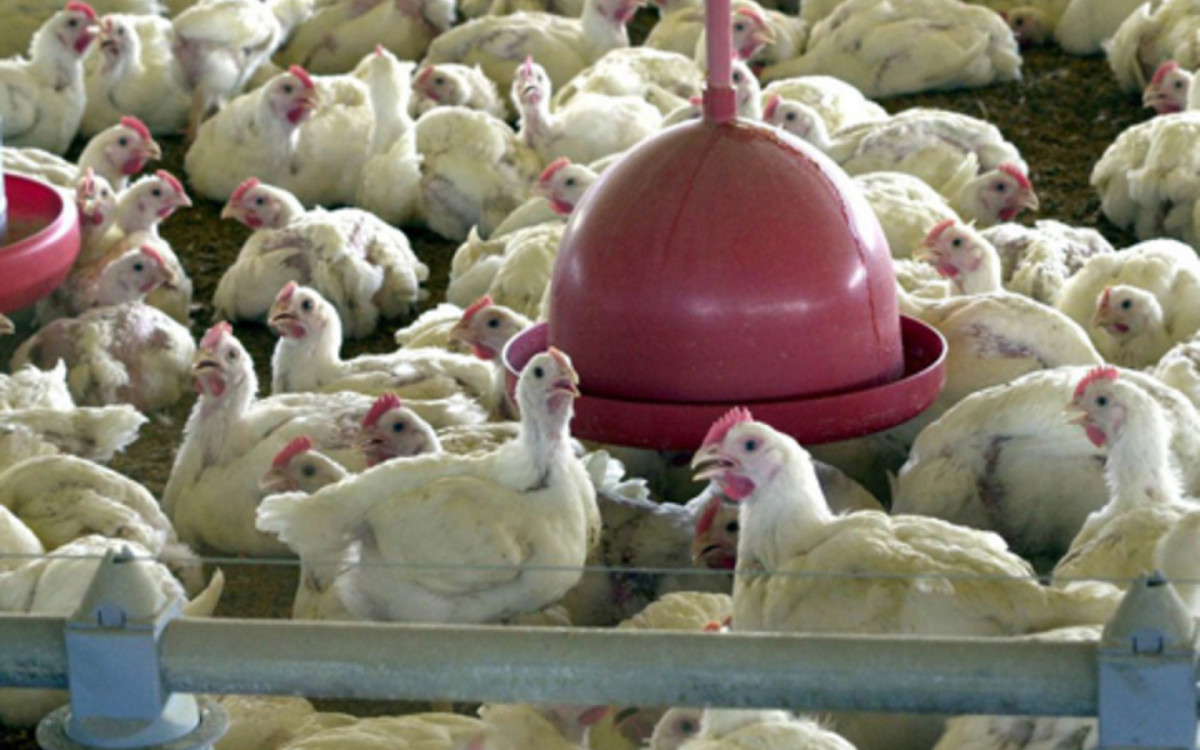 Agricultura confirma detecção de caso de gripe aviária em duas aves silvestres no Brasil                     - Reprodução/Agência Brasil