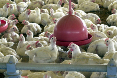 Ministro da Agricultura declara emergência zoossanitária devido à gripe aviária no Brasil
