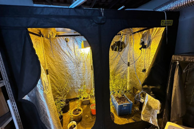 Polícia estoura estufa clandestina para produção de maconha em Niterói