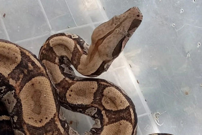 Grupamento resgata oito pássaros, três jibóias e os devolve a áreas de preservação permanente