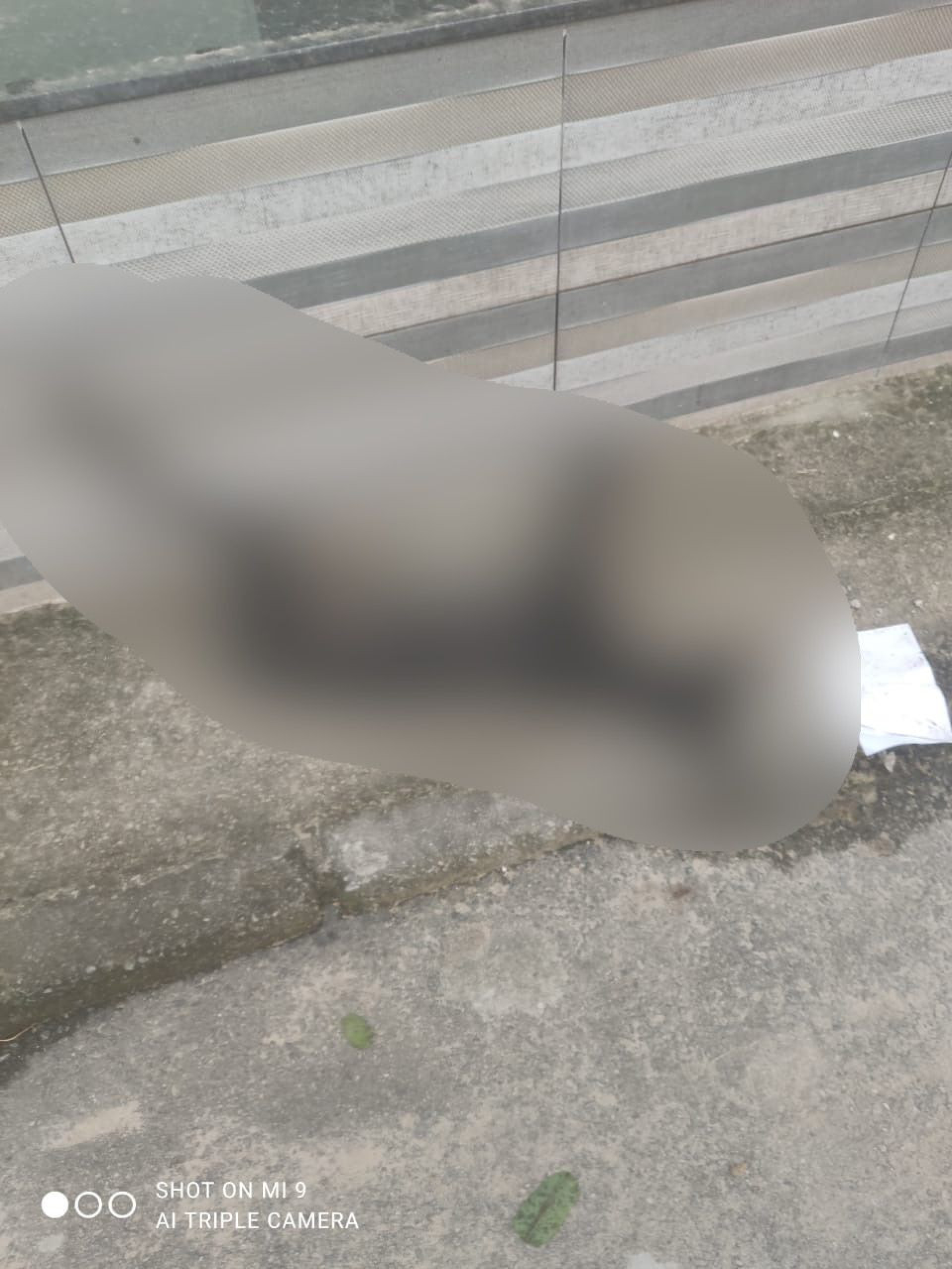 Segundo a denúncia, os animais morreram entre os dias 8 e 11 de maio