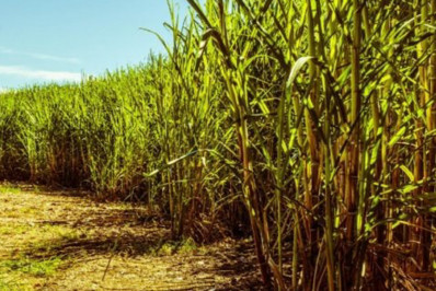 Possibilidades para o setor canavieiro serão debatidas em seminário