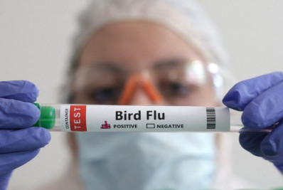 Gripe aviária: sobe para cinco os casos confirmados em aves silvestres no RJ