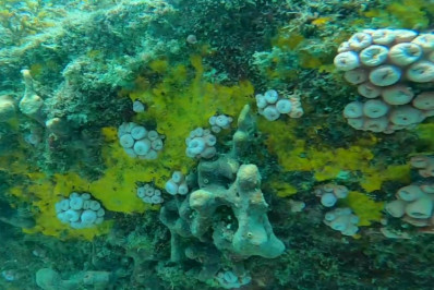 Coral Sol invade a Resex Arraial do Cabo e ameaça biodiversidade marinha