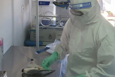 Suspeita de gripe aviária em ser humano é descartada, mas orientação é população ficar alerta