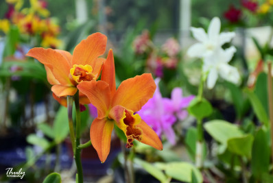 Feira Agroecológica de Paty recebe Festival de Flores