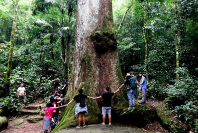 Estudo revela que desmatamento ameaça Mata Atlântica