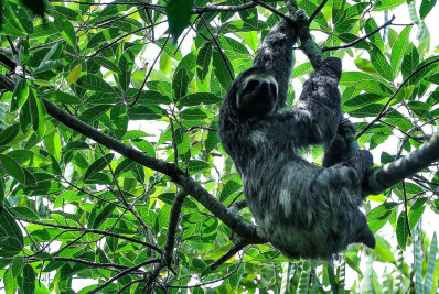 Mata Atlântica tem maior número de espécies ameaçadas, diz pesquisa
