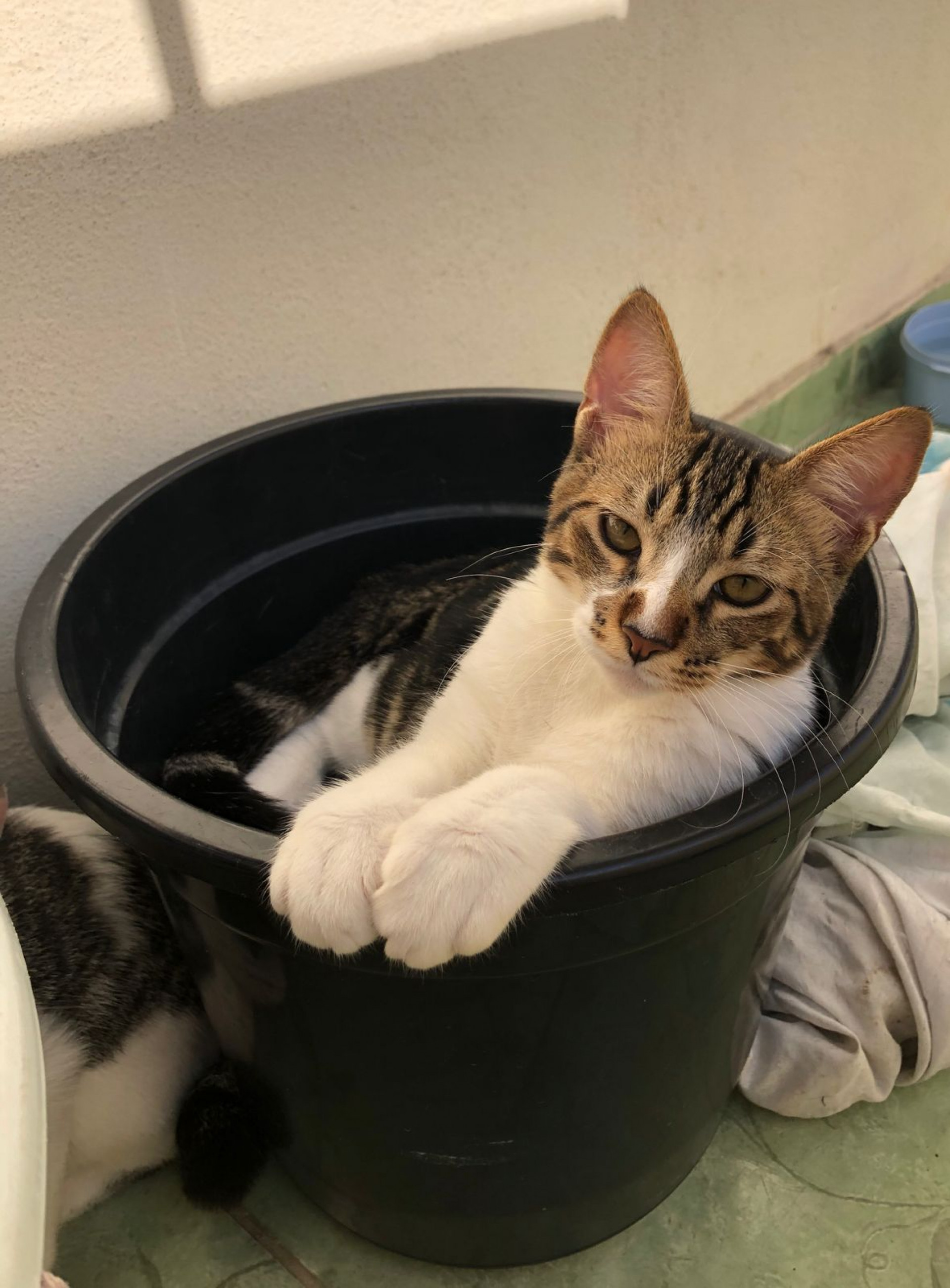 Caxias Shopping promove Feira de Ado&ccedil;&atilde;o Pet neste s&aacute;bado