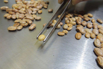 Fiscais do Ministério da Agricultura e Pecuária apreendem arroz, feijão, café e azeite com fraudes