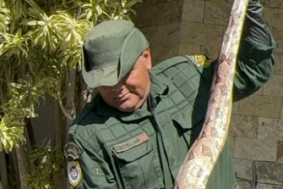 Coordenação Ambiental da Guarda Municipal reintegra jiboia à natureza