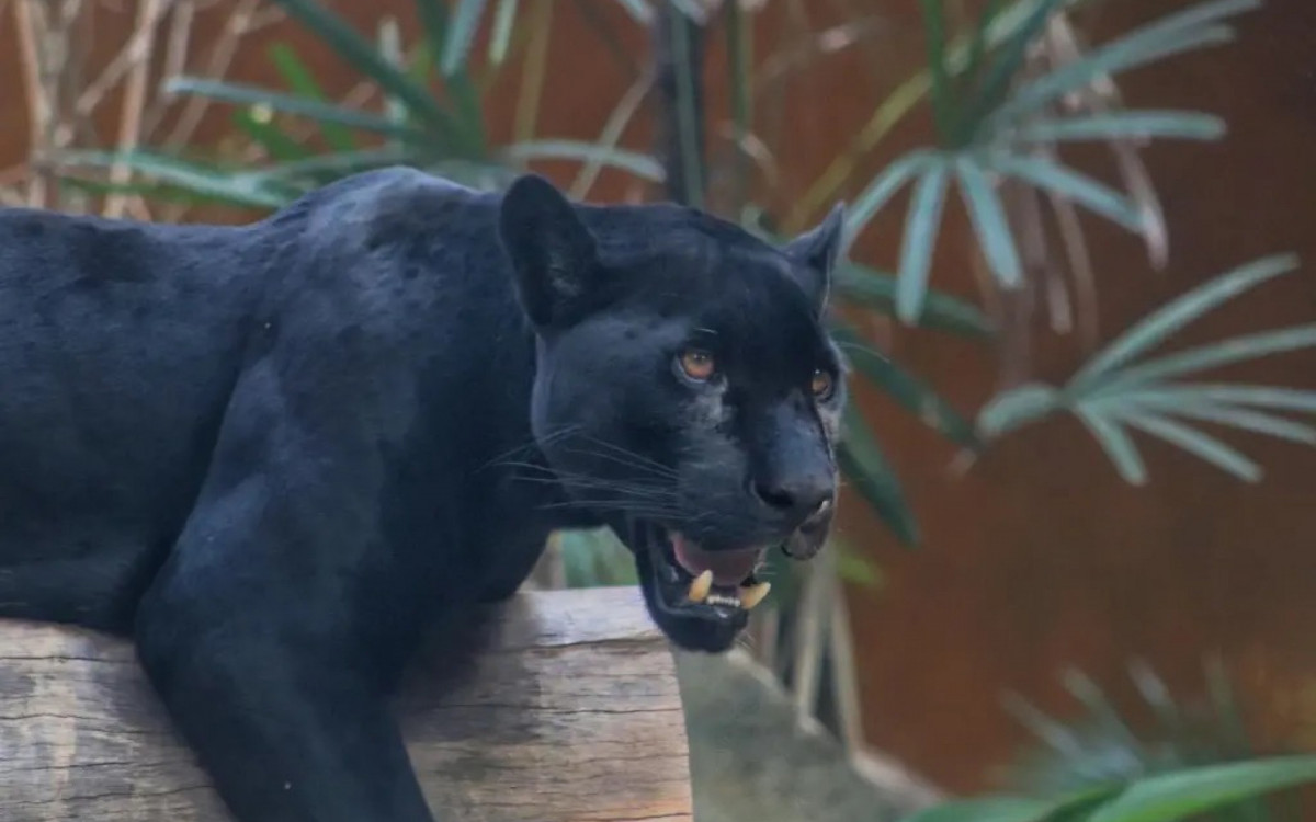 Poty é uma onça-pintada melânica   - Divulgação: BioParque do Rio