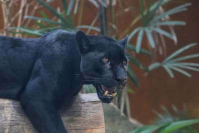 Animais do BioParque do Rio celebram aniversário com festa