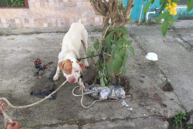 Cachorro que mordeu moradores do bairro Campo Redondo, em São Pedro da Aldeia, é resgatado