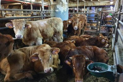 Bem-estar animal e proteção ambiental:
