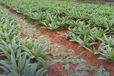 Agricultura investe nas estradas vicinais e no 